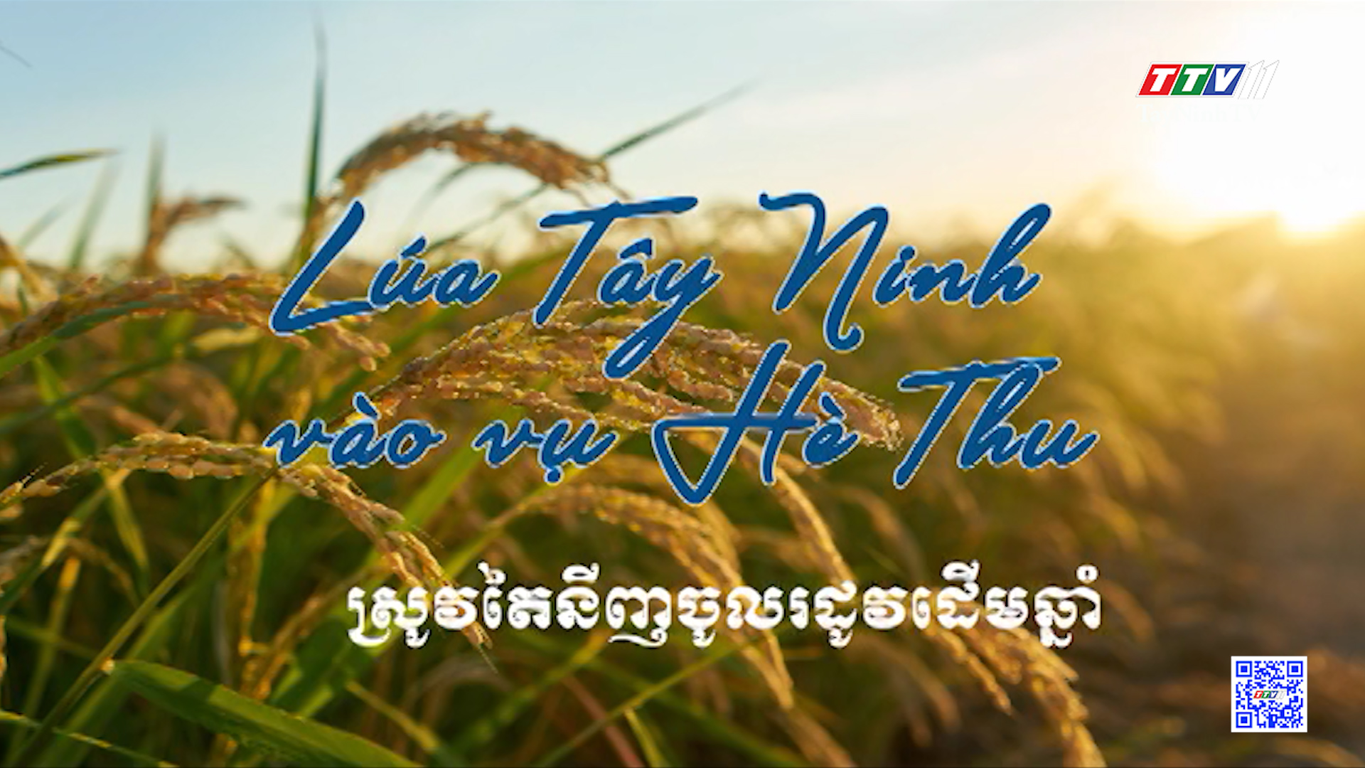 Lúa Tây Ninh vào vụ Hè Thu | NÔNG NGHIỆP TÂY NINH | TayNinhTV
